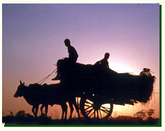 Bullock Cart Rides