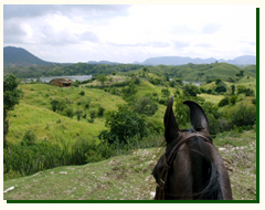 Horse back Riding